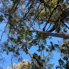 Sorbus domestica at Mount Majura - 1 May 2024