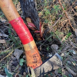 Sorbus domestica at Mount Majura - 1 May 2024