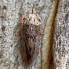 Stenocotis depressa (Leafhopper) at Russell, ACT - 2 May 2024 by Hejor1