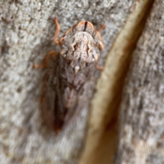 Stenocotis depressa at Russell, ACT - 2 May 2024