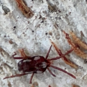 Erythraeidae (family) at Russell, ACT - 2 May 2024