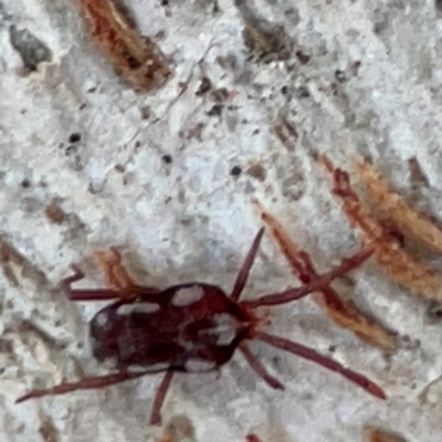 Erythraeidae (family) (Erythraeid mite) at Russell, ACT - 2 May 2024 by Hejor1