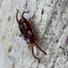 Erythraeidae (family) at Russell, ACT - 2 May 2024