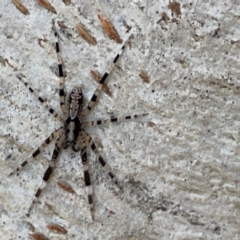 Cycloctenidae (family) (Scuttling Spiders) at Russell, ACT - 2 May 2024 by Hejor1