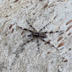 Cycloctenidae (family) at suppressed - 2 May 2024 02:33 PM