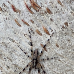 Cycloctenidae (family) at suppressed - 2 May 2024 02:33 PM