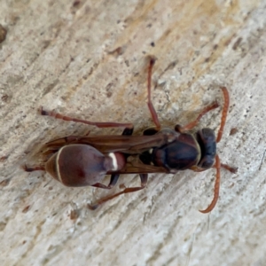 Ropalidia plebeiana at Russell, ACT - 2 May 2024 02:33 PM