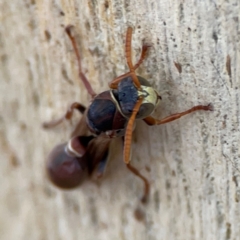 Ropalidia plebeiana at Russell, ACT - 2 May 2024 02:33 PM