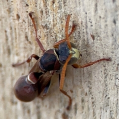 Ropalidia plebeiana at Russell, ACT - 2 May 2024 02:33 PM