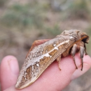 Oxycanus australis at QPRC LGA - 2 May 2024 01:37 PM