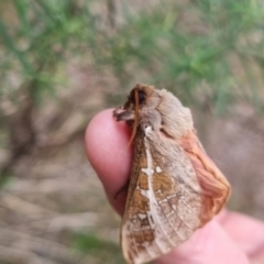 Oxycanus australis at QPRC LGA - 2 May 2024 01:37 PM