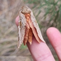 Oxycanus australis at QPRC LGA - 2 May 2024 01:37 PM