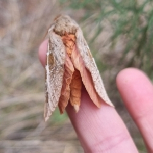 Oxycanus australis at QPRC LGA - 2 May 2024 01:37 PM