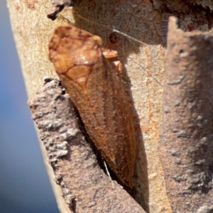 Stenocotini sp. (tribe) at Russell, ACT - 2 May 2024 02:30 PM