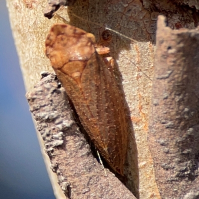 Stenocotini sp. (tribe) (A leafhopper) at Russell, ACT - 2 May 2024 by Hejor1