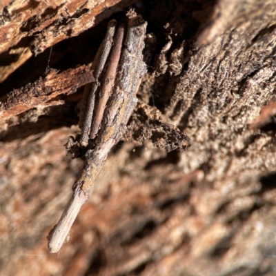 Clania ignobilis (Faggot Case Moth) at Russell, ACT - 2 May 2024 by Hejor1