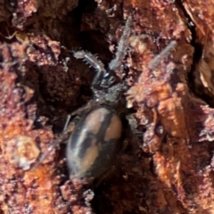 Gnaphosidae (family) at Russell, ACT - 2 May 2024 by Hejor1