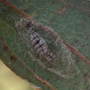 Anestia (genus) at Russell, ACT - 2 May 2024