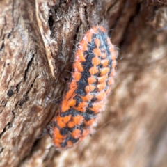 Monophlebulus sp. (genus) at Russell, ACT - 2 May 2024 02:15 PM