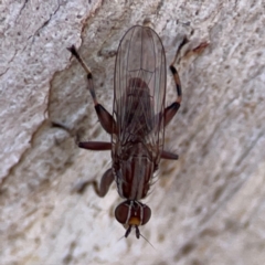 Tapeigaster nigricornis (Striped Sun Fly) at Russell, ACT - 2 May 2024 by Hejor1