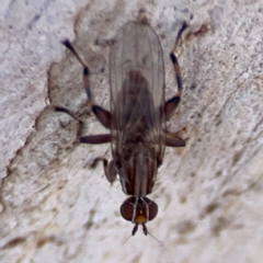 Tapeigaster nigricornis at Russell, ACT - 2 May 2024