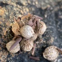 Unidentified Other web-building spider at Russell, ACT - 2 May 2024 by Hejor1