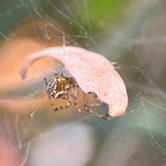 Theridion pyramidale (Tangle-web spider) at Russell, ACT - 2 May 2024 by Hejor1