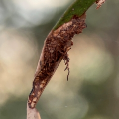 Hypertrophidae sp. (family) (Unidentified Twig Moth) at Russell, ACT - 2 May 2024 by Hejor1