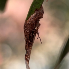 Hypertrophidae sp. (family) at Russell, ACT - 2 May 2024