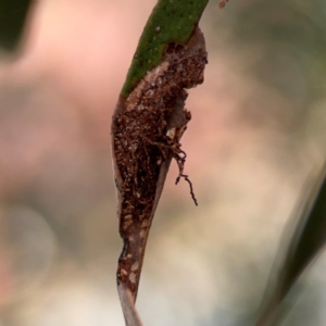 Hypertrophidae sp. (family) at Russell, ACT - 2 May 2024