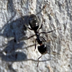 Anonychomyrma sp. (genus) (Black Cocktail Ant) at Acton, ACT - 1 May 2024 by Hejor1