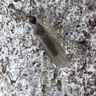 Empididae sp. (family) (Dance fly) at Point 4997 - 1 May 2024 by Hejor1