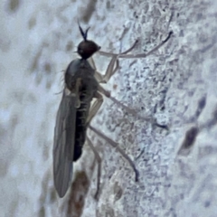 Empididae sp. (family) at Point 4997 - 1 May 2024