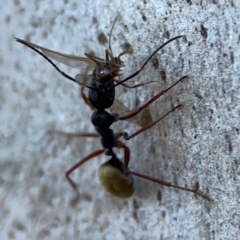 Camponotus suffusus at Point 4997 - 1 May 2024