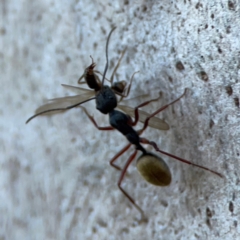 Camponotus suffusus at Point 4997 - 1 May 2024