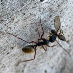 Camponotus suffusus at Point 4997 - 1 May 2024