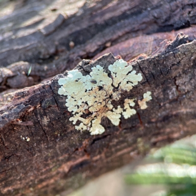 Unidentified Lichen at Acton, ACT - 1 May 2024 by Hejor1