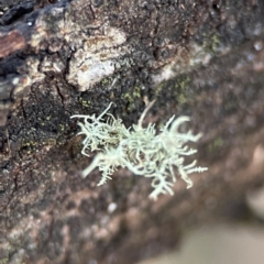 Usnea sp. (genus) (Bearded lichen) at Acton, ACT - 1 May 2024 by Hejor1