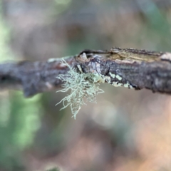 Usnea sp. (genus) at Point 4997 - 1 May 2024