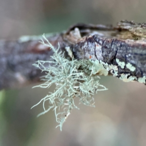 Usnea sp. (genus) at Point 4997 - 1 May 2024