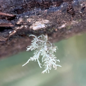 Usnea sp. (genus) at Point 4997 - 1 May 2024