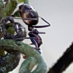 Iridomyrmex sp. (genus) at Point 4997 - 1 May 2024 02:58 PM