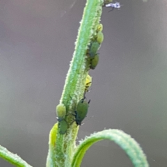 Aphididae (family) (Unidentified aphid) at Acton, ACT - 1 May 2024 by Hejor1