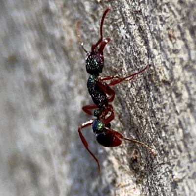 Rhytidoponera aspera (Greenhead ant) at Black Mountain - 1 May 2024 by Hejor1