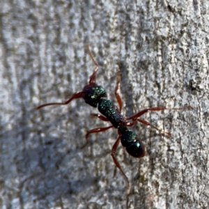 Rhytidoponera aspera at Point 4997 - 1 May 2024