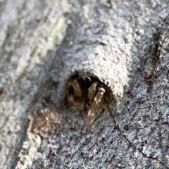 Arasia mollicoma (Flat-white Jumping Spider) at Black Mountain - 1 May 2024 by Hejor1