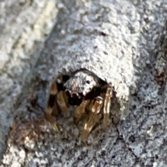 Arasia mollicoma at Point 4997 - 1 May 2024 03:08 PM