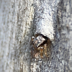 Arasia mollicoma at Point 4997 - 1 May 2024 03:08 PM