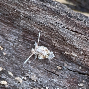 Fulgoroidea sp. (superfamily) at Black Mountain - 1 May 2024