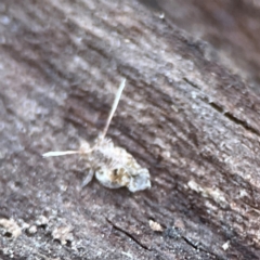 Fulgoroidea sp. (superfamily) at Black Mountain - 1 May 2024